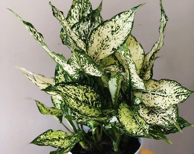 What The Flower A Hair Salon And Plant Shop In Paris Gardenista Flower Shop Interiors Plants Garden Shop
