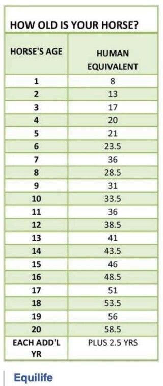 188 best Horse related and horsing around images on Pinterest - duct pressure drop calculation spreadsheet 188 best Horse related and horsing around images on Pinterest - duct pressure drop calculation spreadsheet