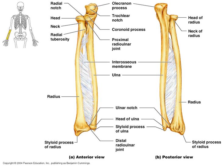24 best Chapter 8 - Skeletal System images on Pinterest | Skeletal