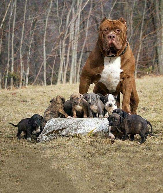 Don T Mess With Mama Pitbulls Pitbull Puppies Dogs