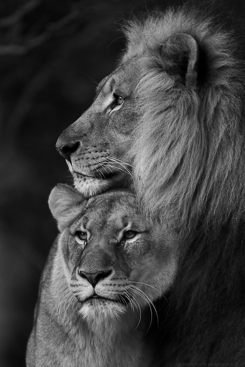 Wallpaper Iphone – loving lion couples , #wallpaperiphone6 Wallpaper Iphone – loving lion couples , #wallpaperiphone6