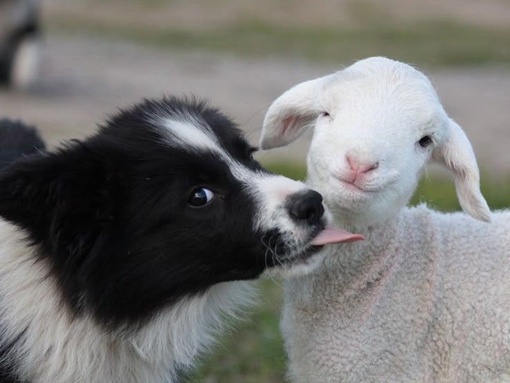 australian shepherd x border collie puppies best 25 border collie ideas on pinterest border collie puppies australian shepherd x border collie puppies best 25 border collie ideas on pinterest border collie puppies