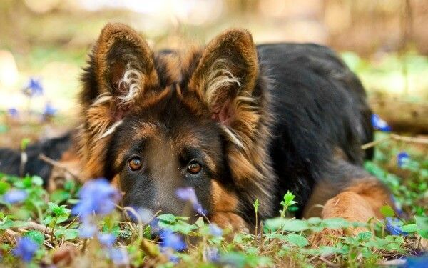 Home German Sheperd Dogs Dogs And Puppies Australian Shepherd Dogs