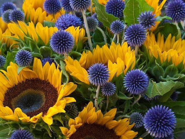 Flowers That Look Like Sunflowers But Smaller Oilseed Sunflower Black Seeded Type Bred For Big Yields Of Small Seeds High In Oil Plants Get About 6 Feet Tall And Have The Growing Food Forage Crops Plants