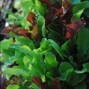 Best 25 How to plant lettuce ideas on Pinterest How To Grow Nutritious Lettuce Greens All Year Long Urban GardeningOrganic GardeningContainer GardeningGardening TipsVe able