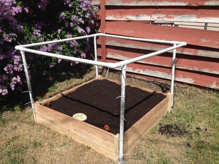 Protect Your Garden From Cats Deer And Rabbits My Diy Cage To Keep Out Of Raised Beds Square Foot Gardening Raised Garden Beds, How To Keep Cats Out Of My Vegetable Garden