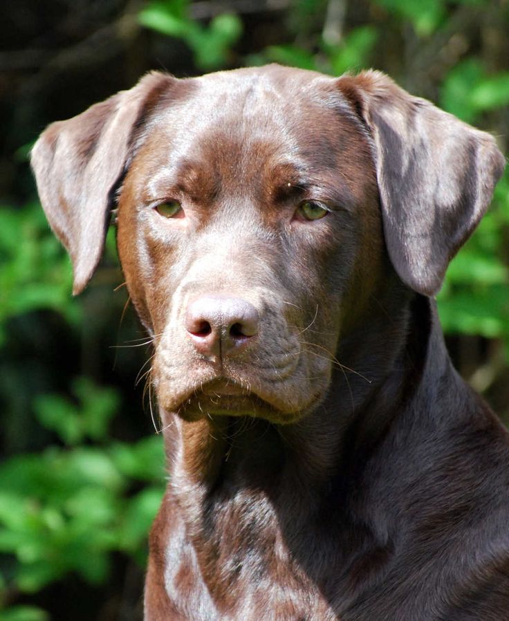golden retriever and chocolate lab best 25 brown labrador ideas on chocolate labrador puppies chocolate golden retriever and chocolate lab best 25 brown labrador ideas on chocolate labrador puppies chocolate