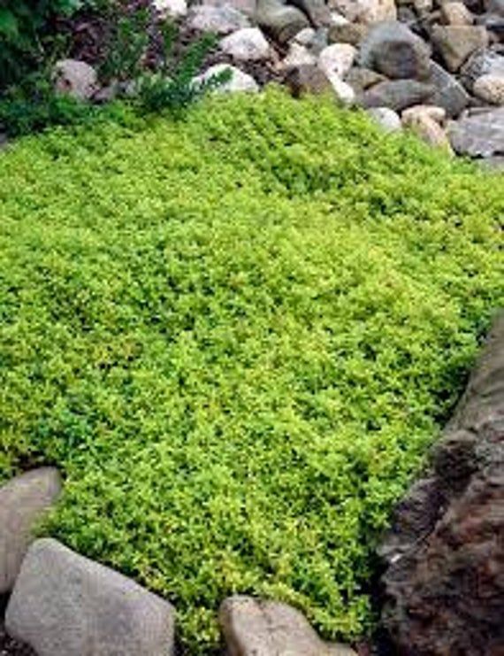 Herb Plant Thyme Golden Lemon In 2021 Plants Planting Herbs Ground Cover Herb Plant Thyme Golden Lemon In, Ground Cover Herbs