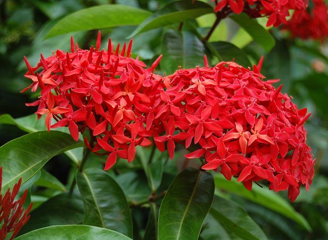 501 Best Container Plants For Full Sun Images On Pinterest 22 Best Flowers For Full Sun
