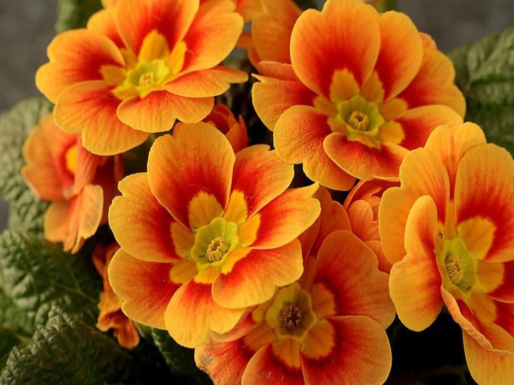 Best 25 Orange Flowers Ideas On Pinterest Beautiful Caring For Primrose Plants How To Grow And Care Primroseszinniaslilacsorange Flowersorange