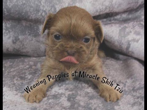 Feeding Newborn Puppies Is Not Rocket Science But It Does Require