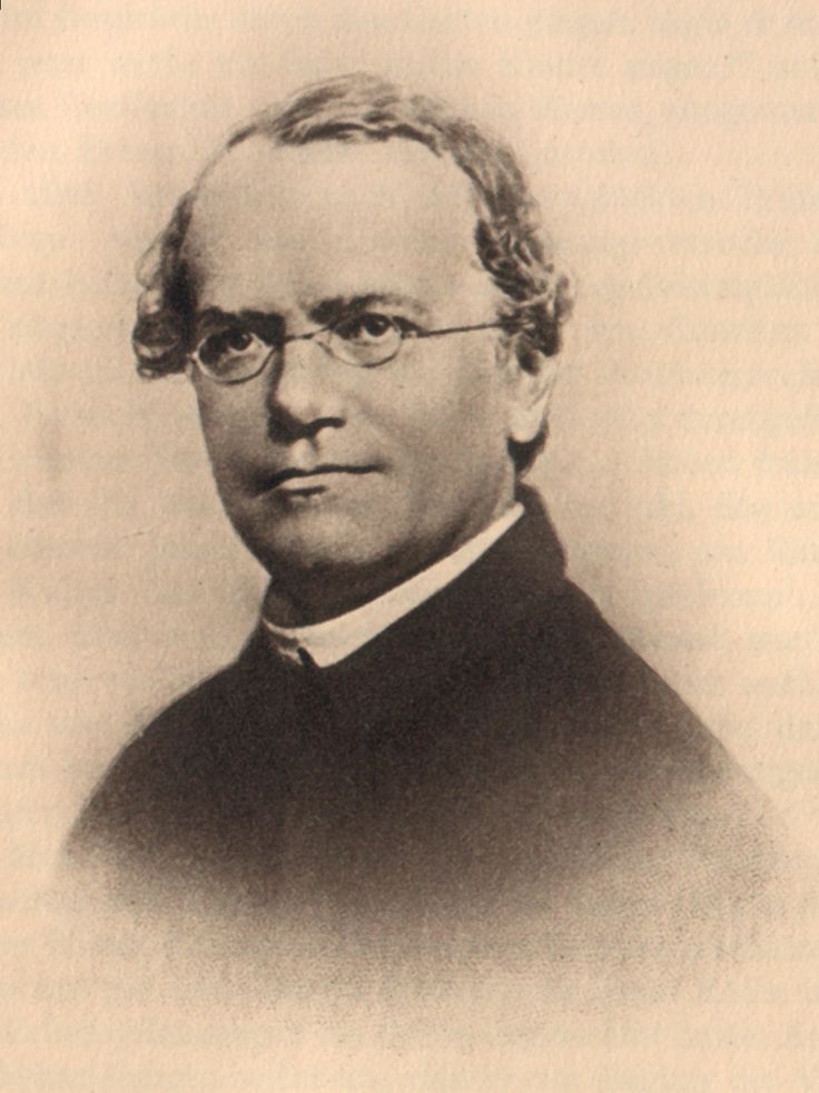 famous biologist gregor mendel This is where gregor mendel, a friar at the augustinian abbey of st thomas, spent a professor of biology and chemistry at the university of cincinnati clermont some biographers speculate that he was investigating a popular theory that. famous biologist gregor mendel This is where gregor mendel, a friar at the augustinian abbey of st thomas, spent a professor of biology and chemistry at the university of cincinnati clermont some biographers speculate that he was investigating a popular theory that.