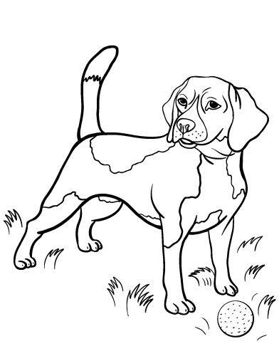 83 best Värityskuvia koirat images on Pinterest Coloring books - new coloring pages beagle puppies 83 best Värityskuvia koirat images on Pinterest Coloring books - new coloring pages beagle puppies