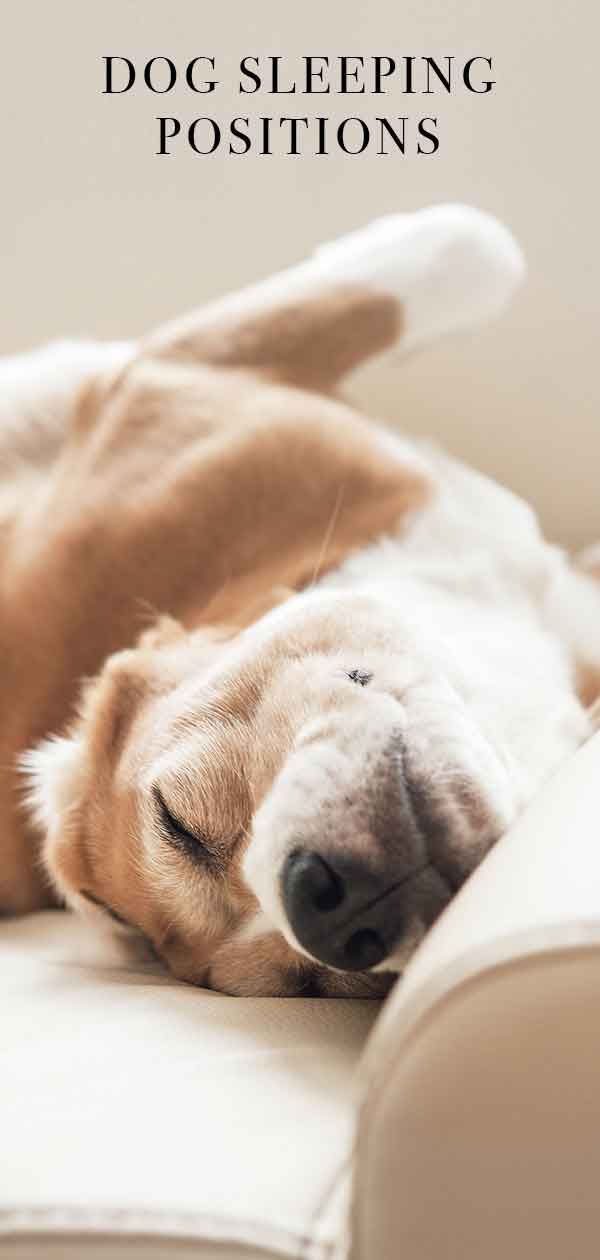 Dog Sleeping Positions Are There Hidden Meanings To Your Pup S