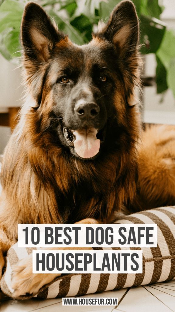 10 Houseplants That Are Safe For Dogs Dogs Houseplants Living