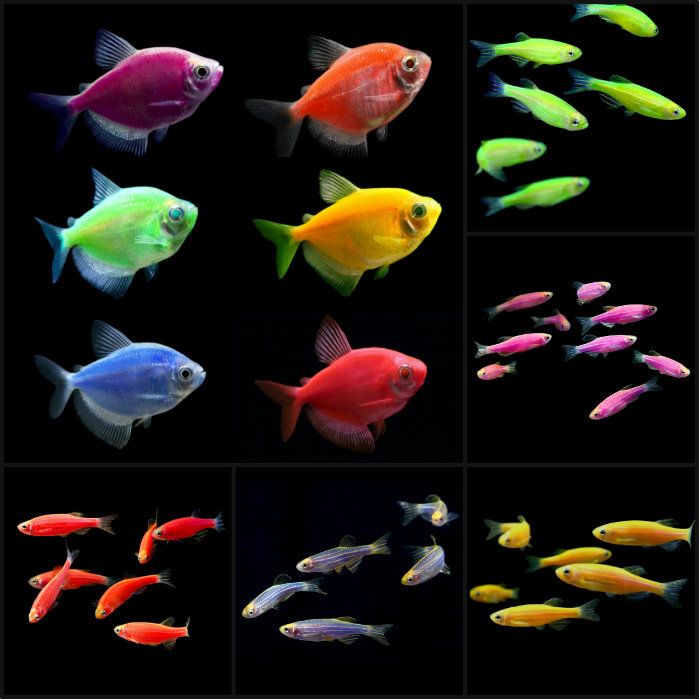 glofish and glofish tetra