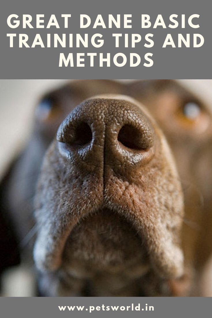 Great Dane Basic Training Tips And Methods Dog Training Tips