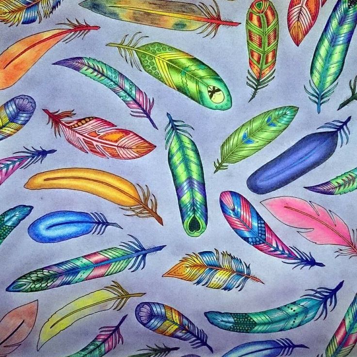 Feathers Enchanted Forest Penas Floresta Encantada Johanna Basford Colourful BirdsAdult ColoringColoring BooksJohanna Secret GardenBig