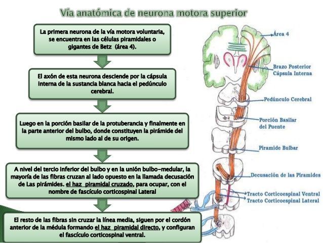 Sintomas extrapiramidales y piramidales