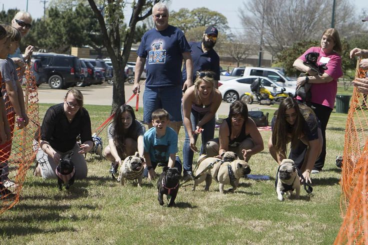 pug shelter near me best 25 pug rescue ideas on pug puppies pugs and pug rescue near me pug shelter near me best 25 pug rescue ideas on pug puppies pugs and pug rescue near me