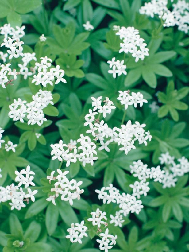 Best 25 Ground Cover Flowers Ideas On Pinterest Covering Groundcovers Used In Dry Shady Area