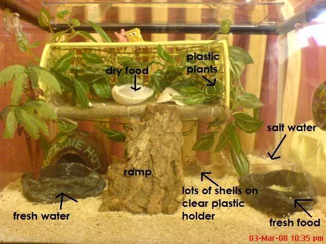 hermit crabs ideas for