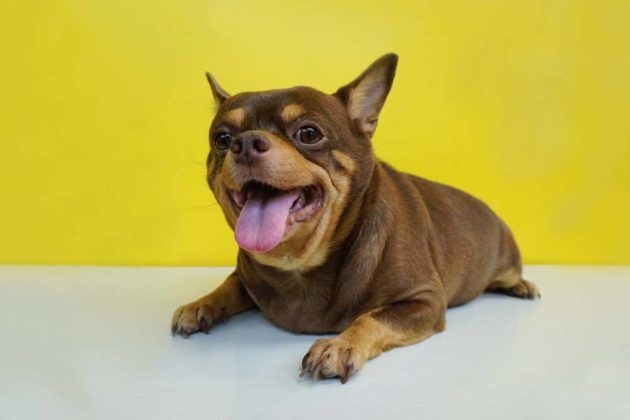 9 Common Health Problems In Dogs How To Prevent And Treat Them