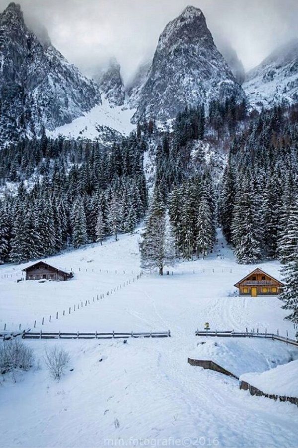 forest snow winter nature