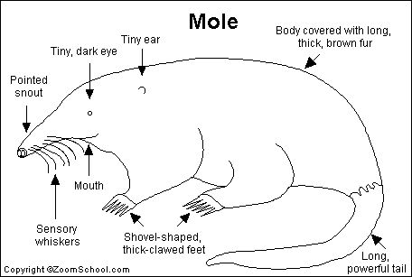 Download mole - Google 搜尋 | Animal coloring pages, Mole, Enchanted learning