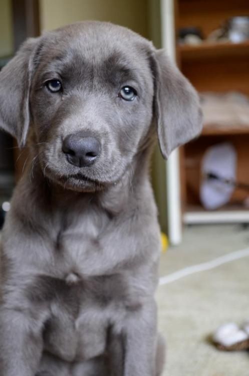 Silver Lab Our Next Puppy Labradorretriever Labrador