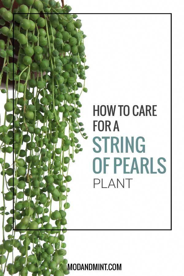 How To Care For And Propagate Your String Of Pearls Plant How To Care For And Propagate A String Of Pearls Plant Learn More At Modandmint Stringofpearls Succulents Plantcare Landscaping