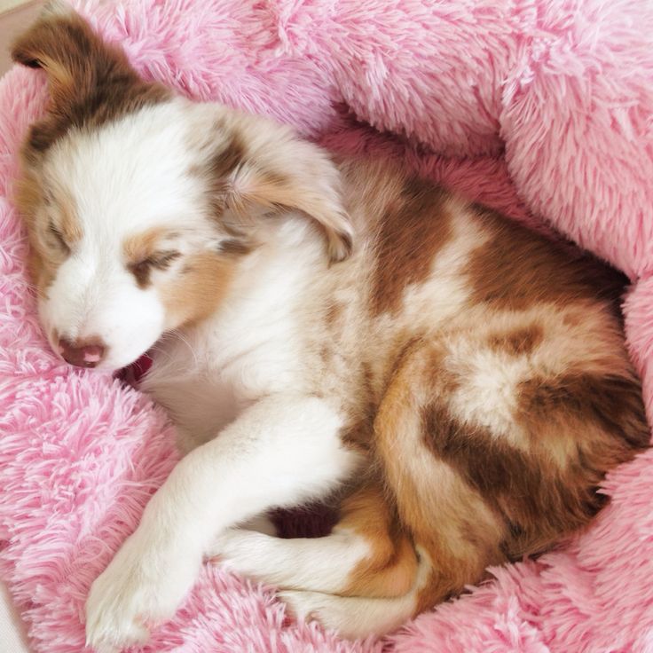 6 month old mini australian shepherd best 25 aussie dogs ideas on pinterest mini aussie mini aussie 6 month old mini australian shepherd best 25 aussie dogs ideas on pinterest mini aussie mini aussie