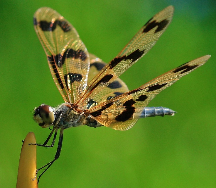 Dragonfly Macro Photos By Hypergurl
