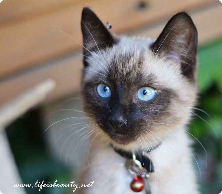 Chaton Siamois Mignon Magnifiques Yeux Bleus Siamese Kittens Feral Cats Siamese Cats Chaton Siamois Mignon Magnifiques Yeux Bleus Siamese Kittens Feral Cats Siamese Cats
