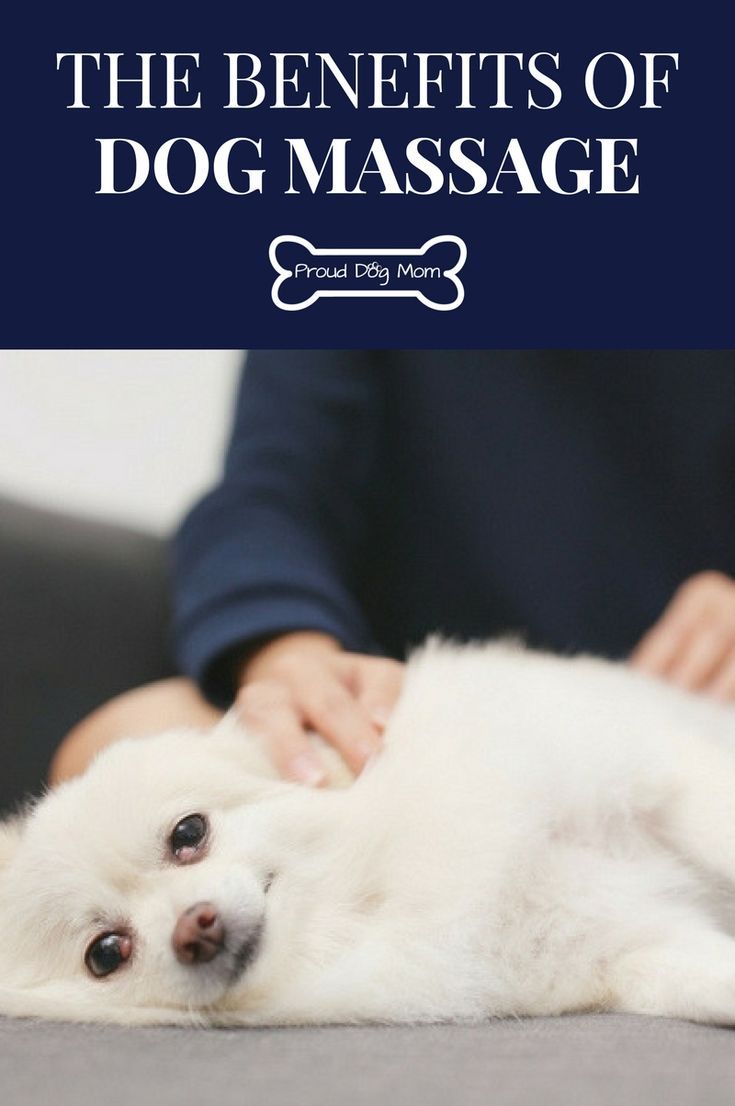 Dog Massage Why You Should Give Your Pup A Good Rub Cat Care