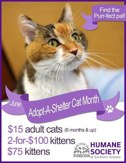 How To Adopt A Cat From Humane Society How To Adopt A Cat From Humane Society
