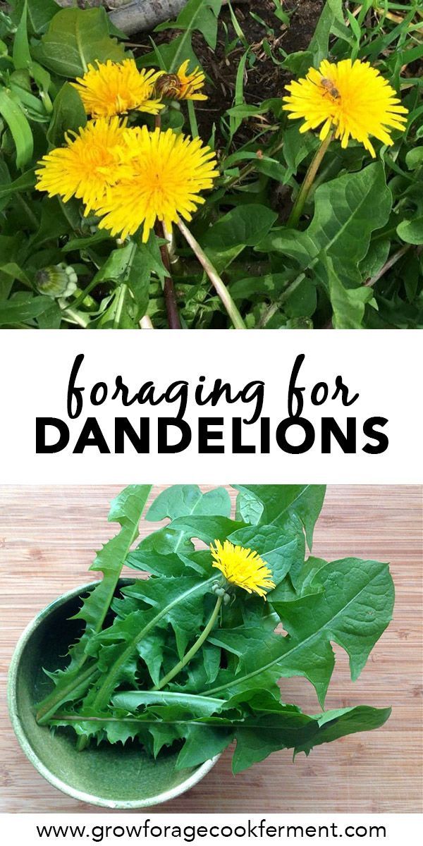 Dandelion Tea Recipes Dandelion Tea Recipe Dandelion Tea Medicinal Plants