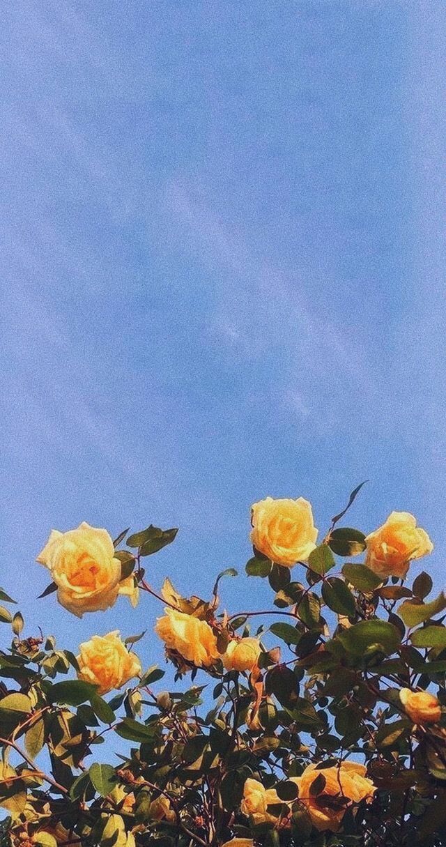 yellow roses against a blue sky and clouds