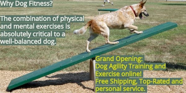 Grand Opening Of Agility Training And Exercise Products Online