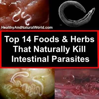 Natural Way To Rid Parasites From Humans Natural Way To Rid Parasites From Humans