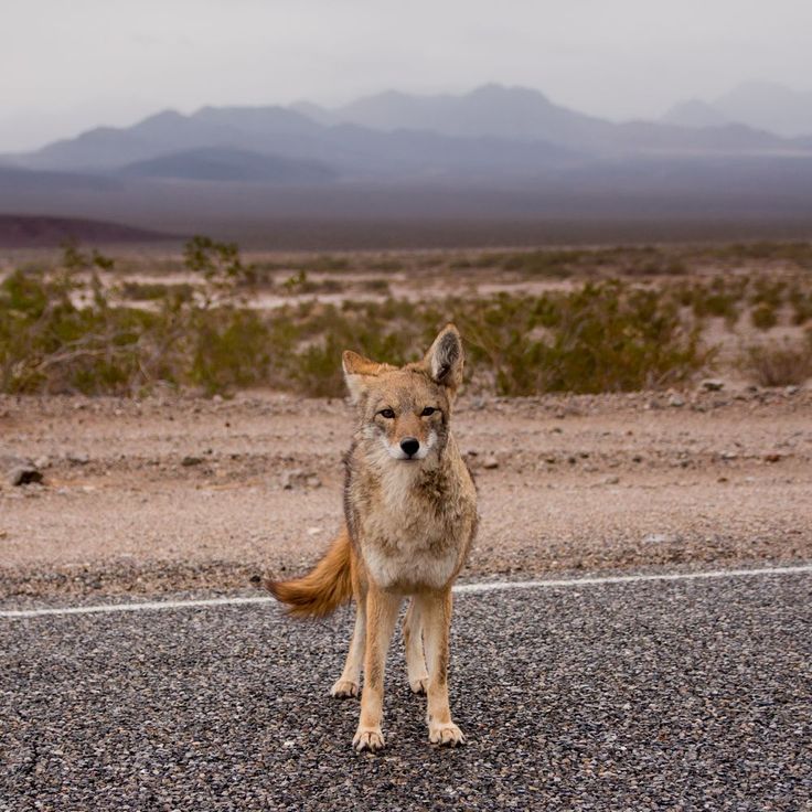 fallout new vegas coyote fallout new vegas coyote