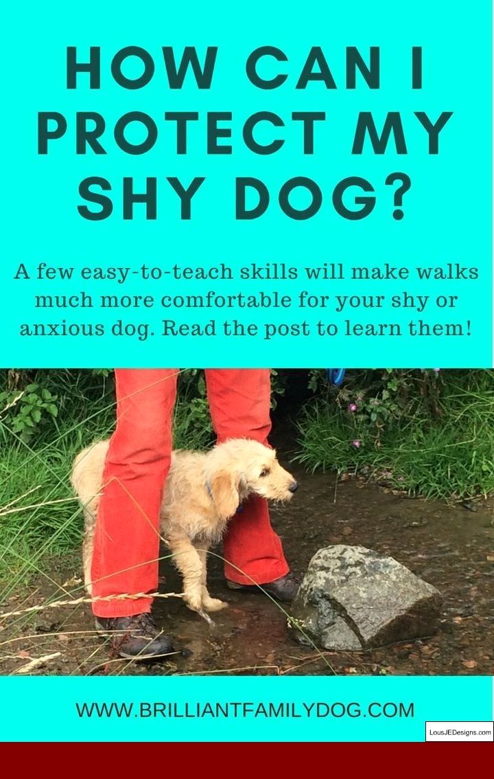Pin On Dog Training Tips