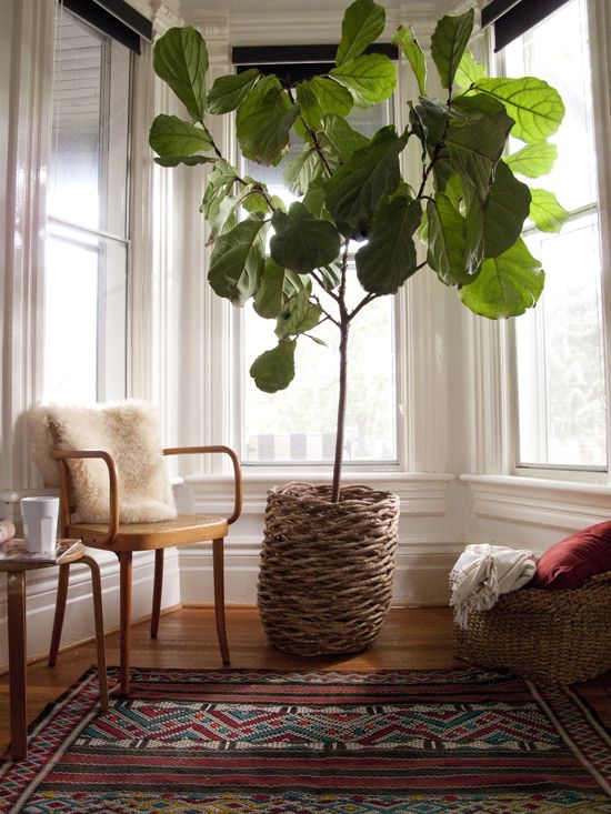 Tall House Plants 229 best |entryway and hallway plants| images on pinterest Tall House Plants 229 best |entryway and hallway plants| images on pinterest