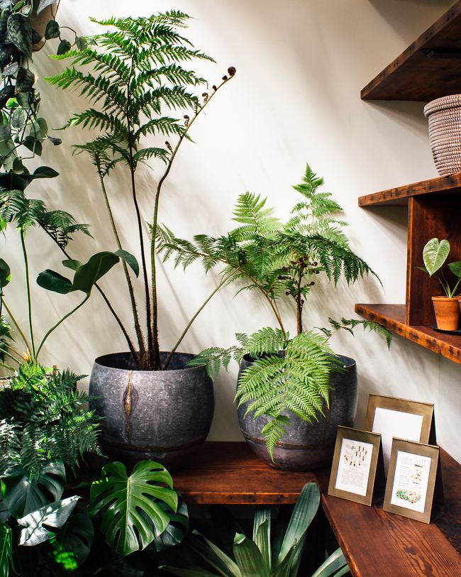 We decorate the interior: what blooming indoor flower to choose for a nursery We decorate the interior: what blooming indoor flower to choose for a nursery