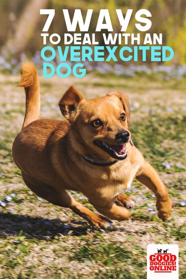 Top 7 Ways To Deal With An Overexcited Dog Dog Training Dog