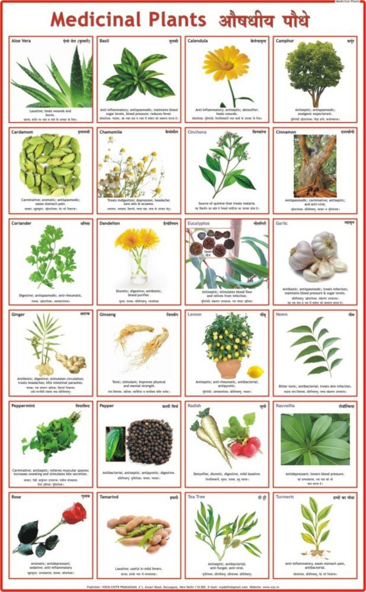 Medicinal Plants Chart Paper Print Educational Posters In India Buy medicinal-plants-chart-paper-print-educational-posters-in-india-buy