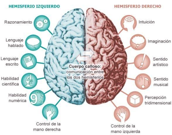 La Corteza Cerebral Funciones Y Partes Con Imágenes Y Esquemas Anatomia Del Cerebro Humano Corteza Cerebral Músculos Del Cuerpo Humano