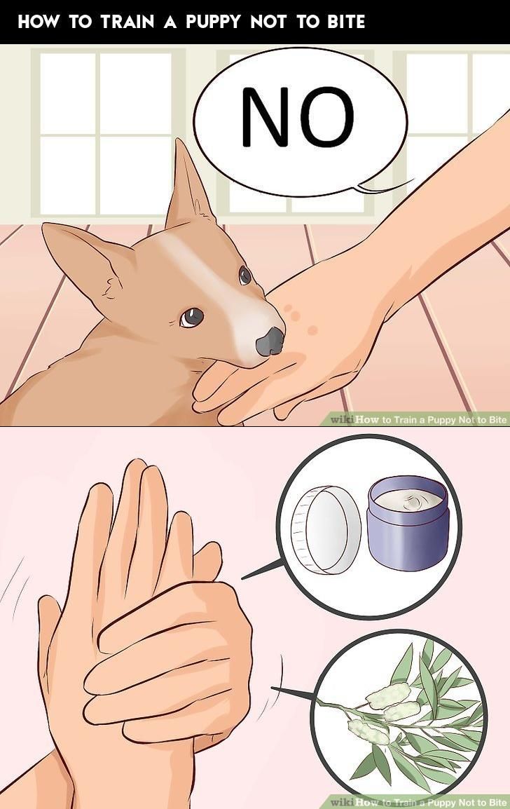 How To Train A Puppy Not To Bite Puppies Train Pets
