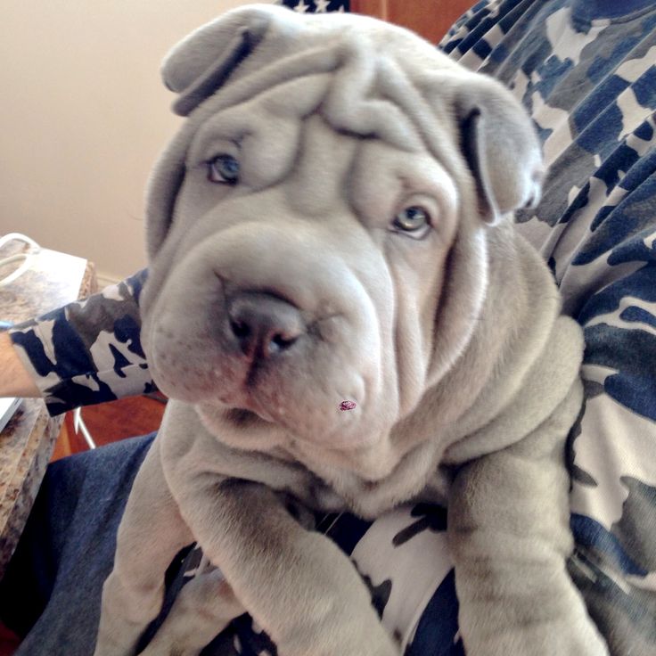 Shar pei rescue qld
