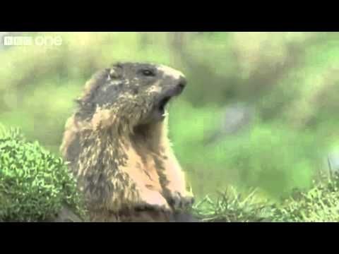 expresiones con animales spanish lesson